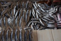 Petit navire - filets de maquereaux grillés nature sans arôme ajouté