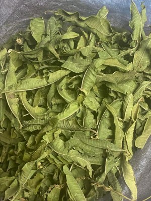 PLANTES MEDICINALES ET AROMATIQUES