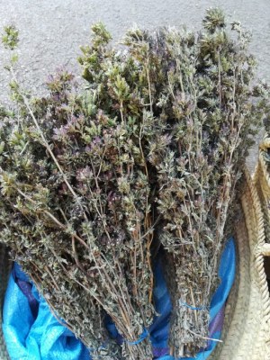 PLANTES MEDICINALES ET AROMATIQUES