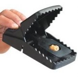 Piège à rat efficace.