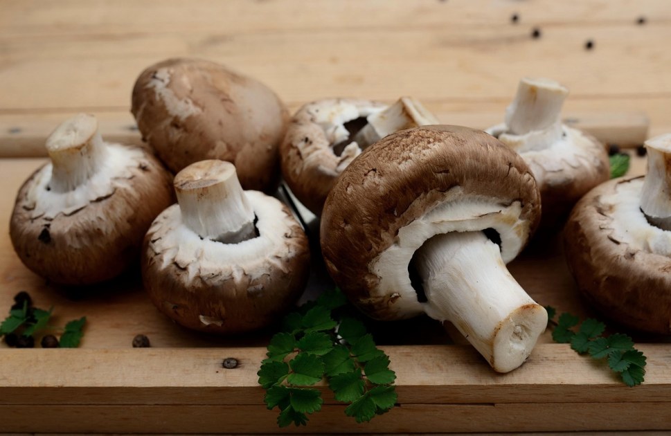 CHAMPIGNON 5/1 PIED & MORCEAU PULPE