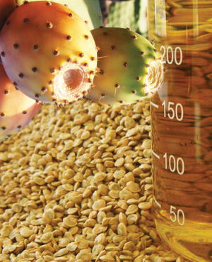 Producteurs d'huile de graine de figue de barbarie