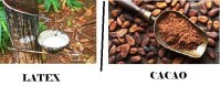 Recherche client pour achat de cacao et l'hévéa