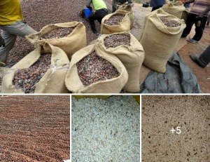 Produits tropicaux, agricoles et pierres précieuse