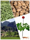 Producteur exportateur rhizomes et fleurs de panax notoginseng sanqi tianchi naturels et bio