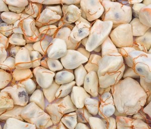 Moringa, baobab et hibiscus