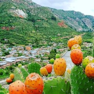 Prickly Pear Seed Oil 100% Pure & Natural