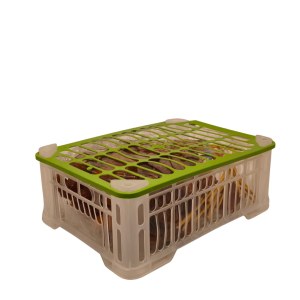 DATTES DEGLET NOUR – QUALITÉ EXPORT – DISPONIBLES EN STOCK (B2B)