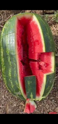 Pastèque 2022 Maroc Mauritanie