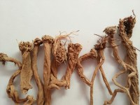 Sarghina for Herbs and Incense