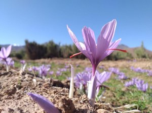 Safran Bio en Stigmates séchés - Catégorie 1
