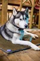 Tapis professionnel pour chiens & chats Taille M