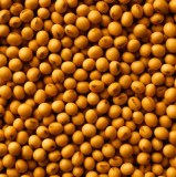 1 kg de graines de soja mungo BIO