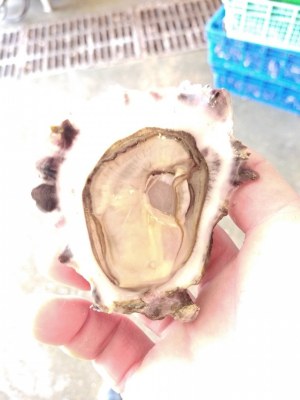 Huîtres de Bouzigues