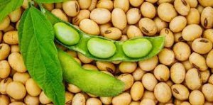 Activité d'import-export de matières premières, la production et la commercialisation de produits...