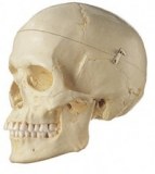 Modèle anatomique du crâne 50€ pièce