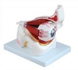 Oeil dans l'orbite agrandi 3 fois en 10 parties 170.99€