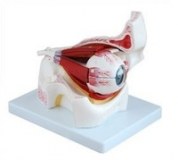 Oeil dans l'orbite agrandi 3 fois en 10 parties 170.99€