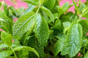 Tic Tac Mint 49g