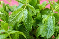 Tic Tac Mint 49g