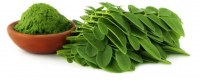 Grossiste exportateur de graines de moringa et feuilles de moringa entières ou en poudre