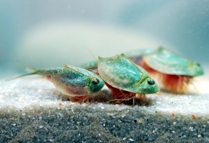 Kit 50 Oeufs de Triops Longicaudatus