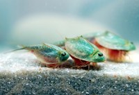Kit 50 Oeufs de Triops Longicaudatus