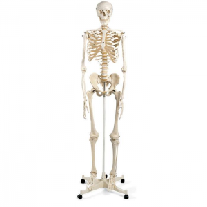 Squelette anatomique humain taille réelle 170cm