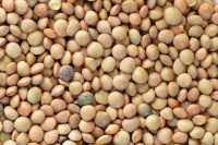 Vivien paille - lentille verte du puy cuisiné sachet express