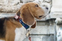 Collier & Laisses / Cuir Textil Maya / Travail artisanal