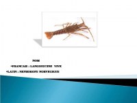 POISSONS FRAIS ET CONGELÉ