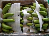 Export agroalimentaire