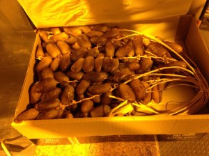 Dattes Deglet Nour Algérie premier choix