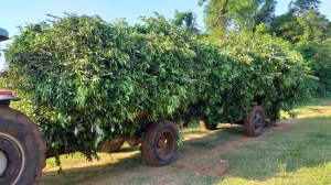 Huile essentielle de Petit Grain bigarade bio provenance Paraguay