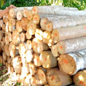 Bois de balsa en gros