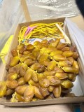 Dattes de l'Algérie_ Deglet-Nour