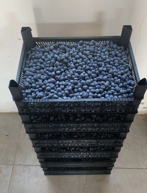 ???? ARRIVAGE MASSIF : Caisses, Cagettes & Palettes Plastique (HDPE) Direct Usine