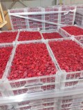 Caisses plastiques alimentaires GP — Best-seller Europe — Prix producteur battu