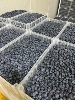 Caisses plastiques alimentaires GP — Best-seller Europe — Prix producteur battu